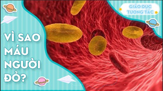 Tại sao máu người có màu đỏ?