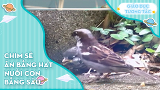 Chim sẻ ăn hạt nuôi con bằng sâu?