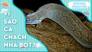 Vì sao cá chạch nhả bọt?