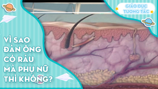 Vì sao đàn ông có râu mà phụ nữ lại không?