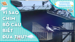 Vì sao chim bồ câu biết đưa thư?