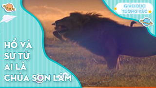 Hổ và sư tử ai là chúa sơn lâm?