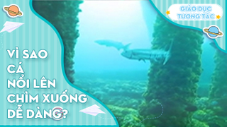 Vì sao cá nổi lên chìm xuống dễ dàng?