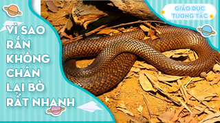 Vì sao rắn không chân lại bò rất nhanh