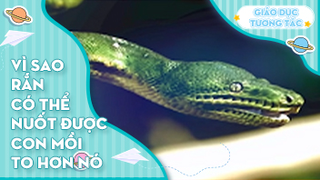 Vì sao rắn có thể nuốt con mồi to gấp nhiều lần nó?
