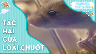 Tác hại của loài chuột