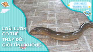 Loài lươn có thể thay đổi giới tính của chúng không?