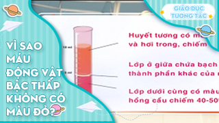 Vì sao máu động vật bậc thấp không có màu đỏ?