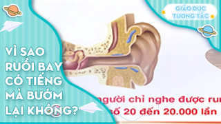 Vì sao ruồi bay có tiếng mà bướm lại không?
