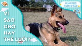 Vì sao chó hay thè lưỡi?