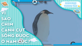 Vì sao chim cánh cụt lại sống được ở Nam Cực?