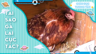 Tại sao gà lại cục tác?
