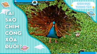 Tại sao chim công xõa đuôi