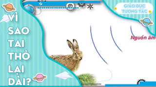 Vì sao tai thỏ lại dài?
