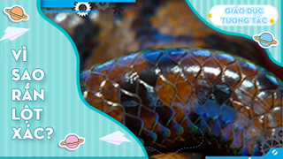 Vì sao rắn lột xác