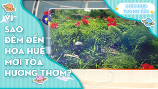 Vì sao đêm đến hoa huệ mới tỏa hương thơm ngào ngạt?