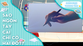Vì sao ngón tay cái chỉ có 2 đốt?