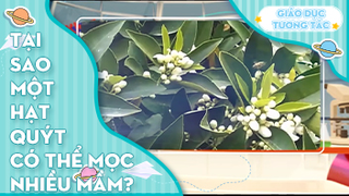 Tại sao 1 hạt quýt có thể mọc nhiều mầm?