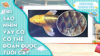 Tại sao nhìn vảy cá có thể đoán được tuổi cá?