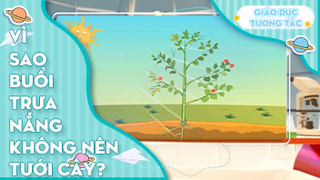 Vì sao buổi trưa nắng không nên tưới cây?