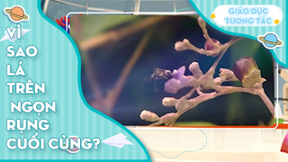 Vì sao lá trên ngọn rụng cuối cùng?