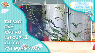 Tại sao cây xấu hổ lại cụp lá khi có vật đụng vào?