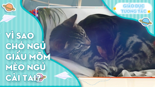 Vì sao chó ngủ giấu mõm, mèo ngủ cài tai?