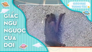 Giấc ngủ ngược của dơi