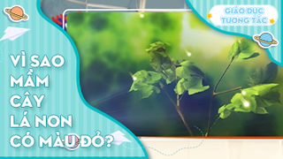 Vì sao mầm cây lá non có màu đỏ?