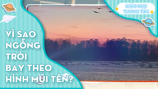 Vì sao ngỗng trời bay theo hình mũi tên?