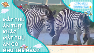 Mắt thú ăn thịt khác mắt thú ăn cỏ như thế nào?