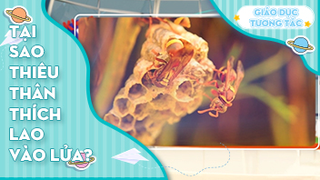 Tại sao thiêu thân thích lao vào lửa?