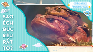 Vì sao ếch đực kêu rất to?