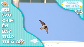 Tại sao chim én bay thấp thì mưa?