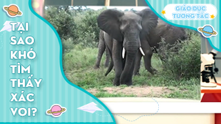 Tại sao khó tìm thấy xác voi?