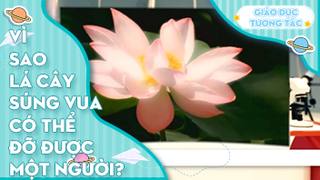 Vì sao lá cây súng vua có thể đỡ được một người?