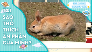 Tại sao thỏ thích ăn phân của mình?