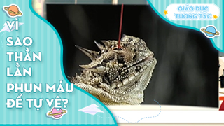 Vì sao thằn lằn phun máu để tự vệ?