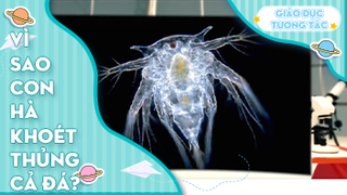 Vì sao con Hà khoét thủng cả đá?