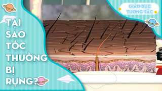 Tại sao tóc thường bị rụng?