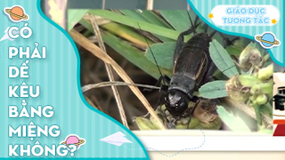 Có phải dế kêu bằng miệng không?