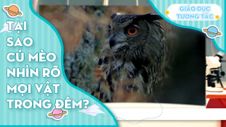 Tại sao cú mèo nhìn rõ mọi vật trong đêm