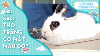 Tại sao thỏ trắng lại có mắt màu đỏ?