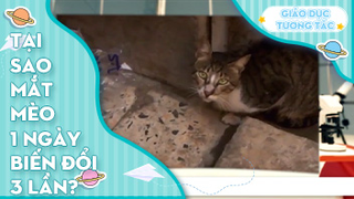 Tại sao mắt mèo 1 ngày biến đổi 3 lần?