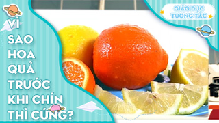 Vì sao hoa quả trước khi chín thì cứng?