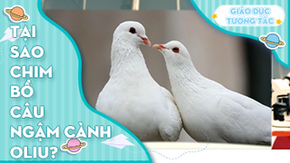 Tại sao chim bồ câu ngậm cành oliu?