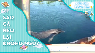 Vì sao cá heo lại không ngủ?