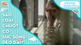 Vì sao loài chuột có sức sống dẻo dai?