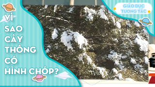Vì sao cây thông có hình chóp?