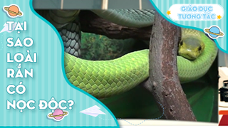 Tại sao loài rắn có nọc độc?